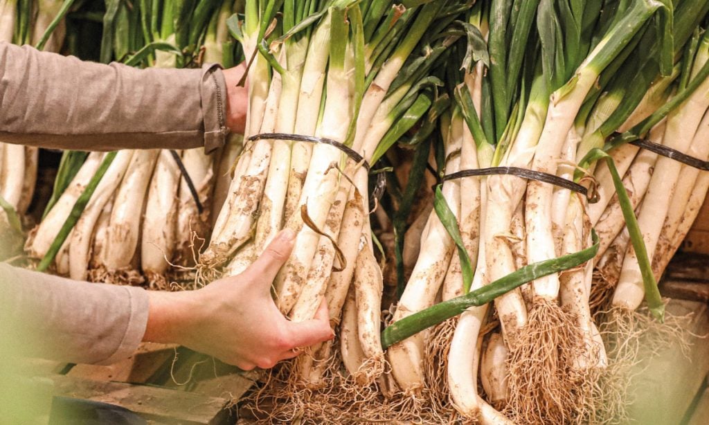 calçots