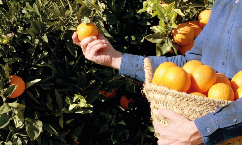 naranjas