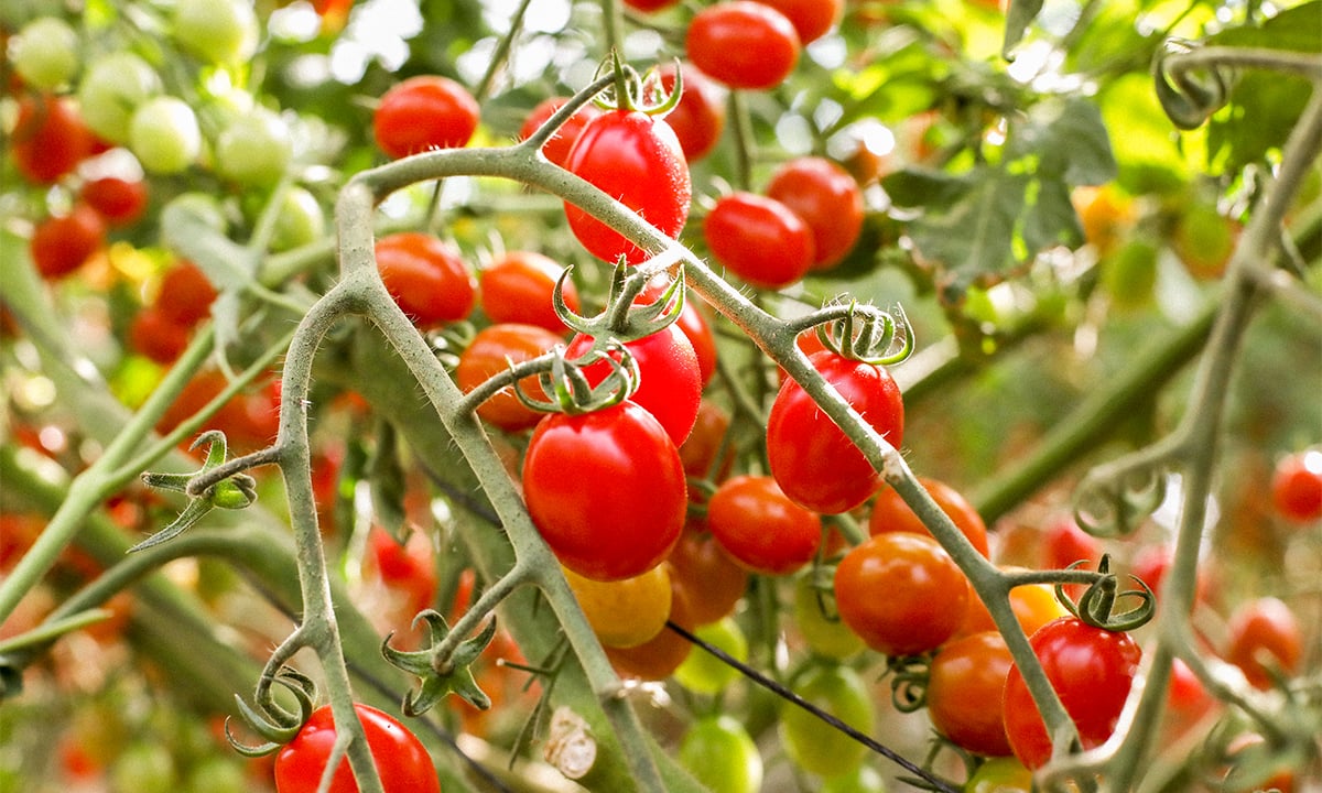cápsula lana Derecho Qué beneficios tiene el tomate cherry? | Blog Ametller Origen