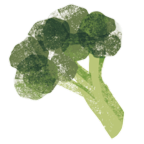Brócoli